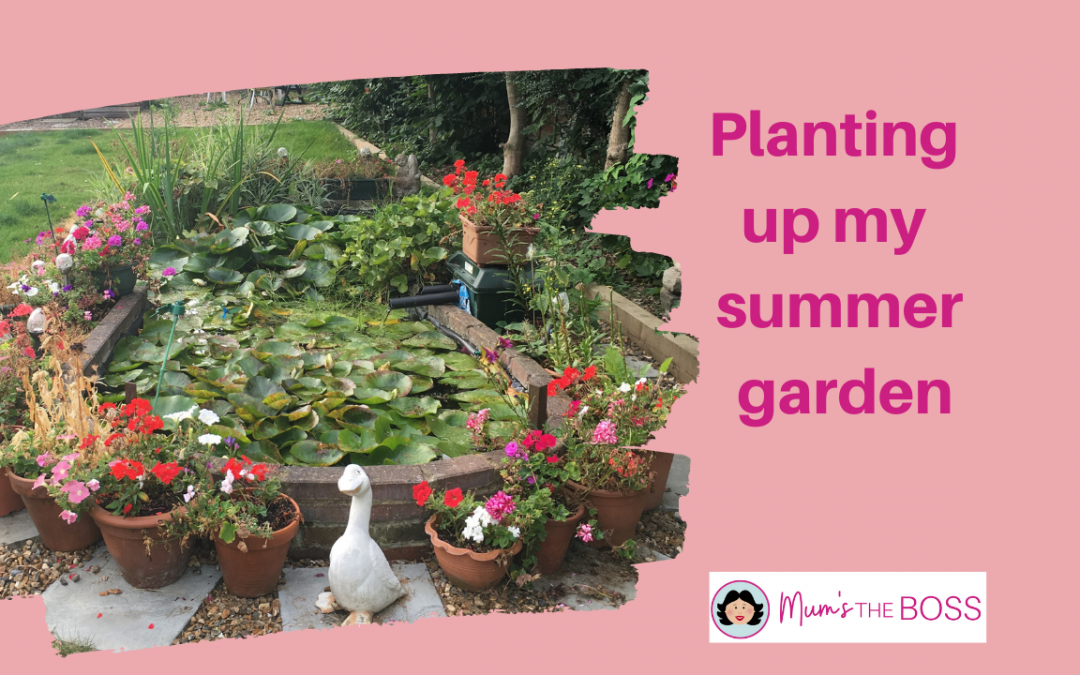 planting up my summer garden